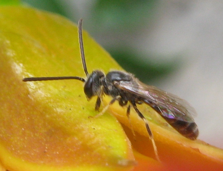 Halictus (Seladonia), Lasioglossum e Hylaeus